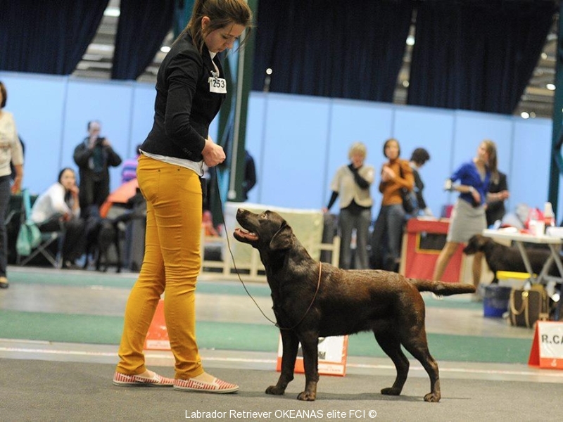moments-from-weekend-dog-shows-sakura-okeanas-2th