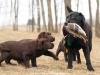 last-scene-from-hunting-series-rocheby-black-star