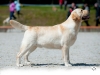 new-junior-champion-orestes-gorska-fantazja-resto