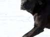 niko-in-action-after-13-02-2011-cacib-show-in-tali