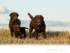 okeanas-family