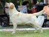orestes-gf-resto-14-months-junior-cac-co-owner-b
