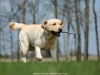 orestes-gorska-fantazja-resto-14-months-male-co