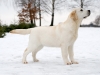 otto-today-john-galliano-gorska-fantazja-otto-5