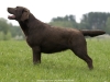 our-dogs-gabi-okeanas-female-in-age-2-years-http-w-4138361505452