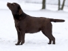 our-dogs-gabi-okeanas-female-in-age-2-years-http-w