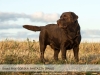 our-dogs-grand-prix-gorska-fantazja-pako-65-yea