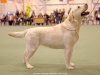 our-dogs-inter-ch-kanga-gorska-fantazja-oki-in-a