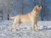 our-dogs-inter-champion-kanga-gorska-fantazja-oki