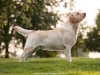 our-dogs-junior-champion-orestes-gf-resto-17-mon-3555369651020