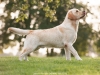 our-dogs-junior-champion-orestes-gf-resto-17-mon-3558941340310