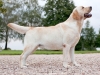 our-dogs-junior-champion-orestes-gf-resto-17-mon-3577718289722