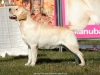 our-dogs-junior-champion-orestes-gf-resto-17-mon-3607811562035
