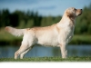our-dogs-junior-champion-orestes-gf-resto-17-mon