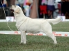 our-dogs-kalina-gorska-fantazja-kami-21-months-b