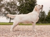 our-dogs-kalina-gorska-fantazja-kami-21-months-h
