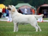 our-dogs-kalina-gorska-fantazja-kami-23-months-h