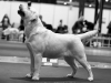 our-dogs-kalina-gorska-fantazja-kami-25-years-f