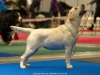 our-dogs-kalina-gorska-fantazja-kami-won-2xcacib