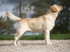 our-dogs-orestes-gf-resto-15-years-hd-a-ed-0-c