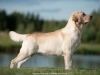our-dogs-orestes-gf-resto-16-months-hd-a-ed-0-c