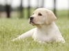 our-inter-champion-in-puppy-age-2008-year-kanga