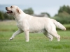 our-inter-champion-pregnant-5-weeks-kanga-gf-ok