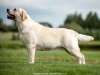 our-inter-champion-today-pregnant-5-weeks-kanga