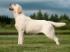 our-kennel-dogs-kalina-gf-kami-21-months