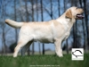our-new-male-orestes-gorska-fantazja-resto-14-mo