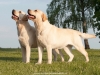 our-yellow-beauties-champions-kalina-gorska-fantaz