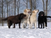 pako-dambo-oki-bruno-www-okeanas-lt
