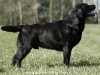 paunvere-black-diamond-bruno-http-okeanas-lt-bru