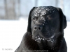 rocheby-black-star-niko-13-5-months-today-http-o-1614634533855