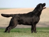 rocheby-black-star-niko-15-months-http-okeanas-l-1729881054946