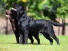 rocheby-black-star-niko-http-okeanas-lt-niko-htm