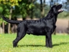 rocheby-black-star-niko-in-photo-8-5-months-http