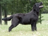 rocheby-suttonpark-blood-mix-6-months-male-co-owne