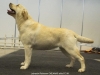 top-lithuanian-labrador-2009-top-lithuanian-retrie