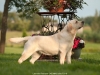 waiting-new-promising-litter-inter-champion-kanga
