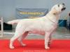 yesterday-leo-won-open-class-in-cacib-show-multi-c