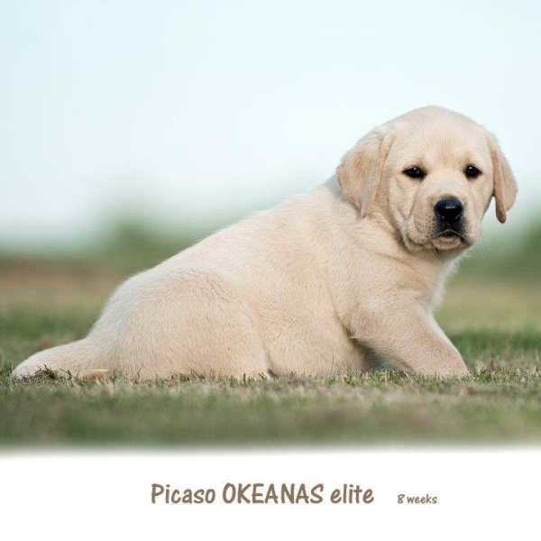 picaso-okeanas-elite-8-weeks-http-okeanas-lt-picas