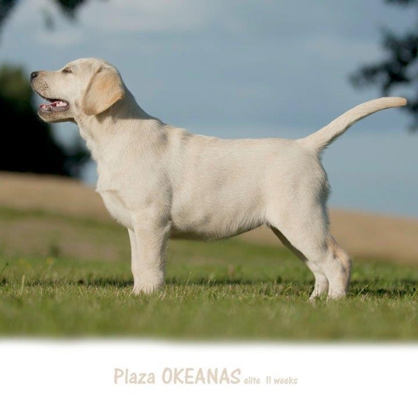 plaza-okeanas-elite-pet-for-your-home-http-www