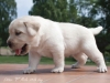 first-steps-to-champion-future-male-26th-day-large