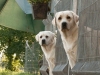 hey-boss-we-are-waiting-the-lunch-leo-oki-par