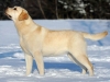 inter-champion-2009-world-dog-show-intermedia-clas