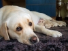 kanga-gorska-fantazja-oki-puppies-from-one-of-th