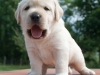 male-26th-day