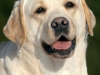mom-inter-champion-2009-world-dog-show-intermedia