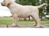 pandora-okeanas-elite-7-weeks-http-okeanas-lt-pa